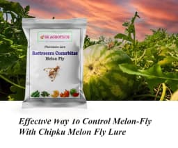 SK Agrotech Bactrocera Cucurbitae Melon Fly Pheromone Trap With Lure For Vegetables 4