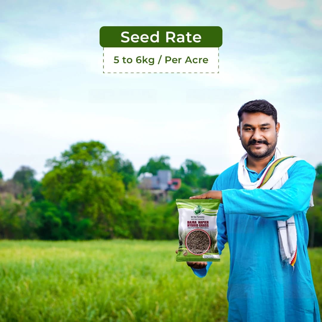 Sri Sai Forestry Bajra Napier Hybrid Grass Seeds, Multi Cut Grass Seed and Animal Fodder - Image 5