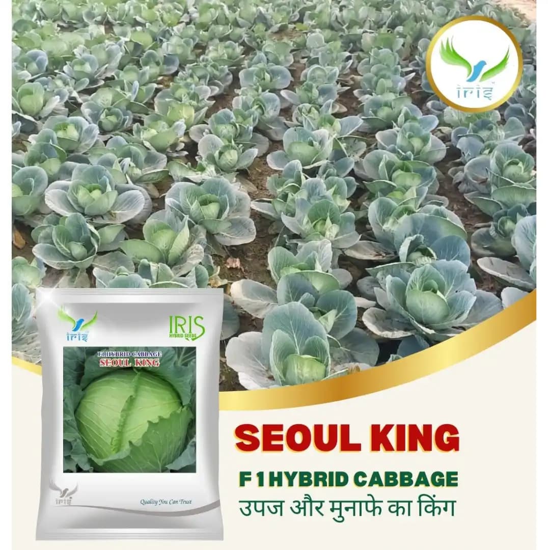 Iris Seoul King F1 Hybrid Cabbage Seeds, High Round, Compact Head And Black Rot Tolerant - Image 2