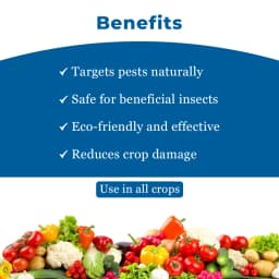 IPL Daman Beauveria Bassiana Bio Insecticide, Effective Control of Root Borer, Caterpillars & Sucking Pests 4