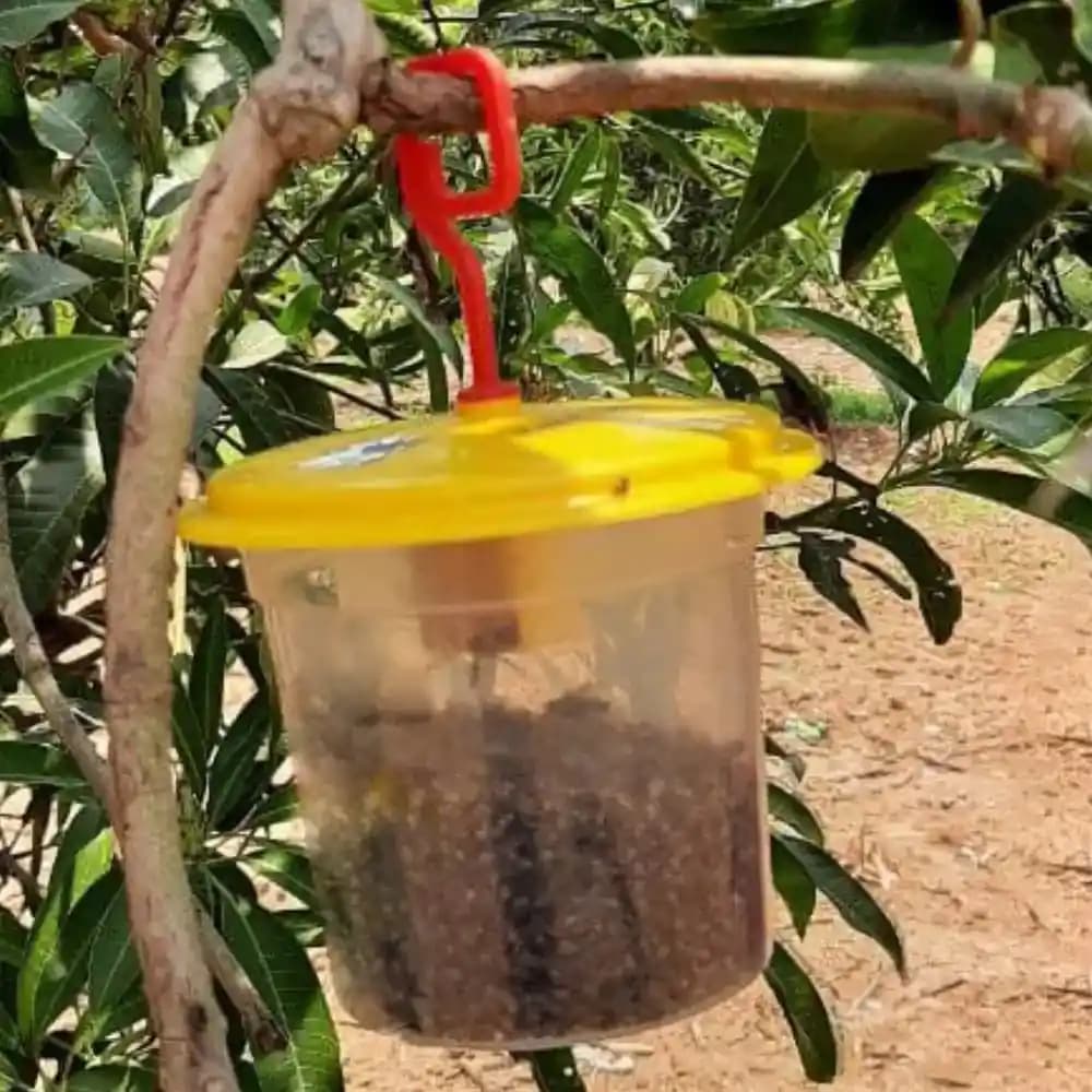 Barrix Catch Fruit Fly Trap Set , Pheromones Trap and Lure, Can Be Used For Fruit And Commercial Crops, Bactrocera dorsalis. - Image 8