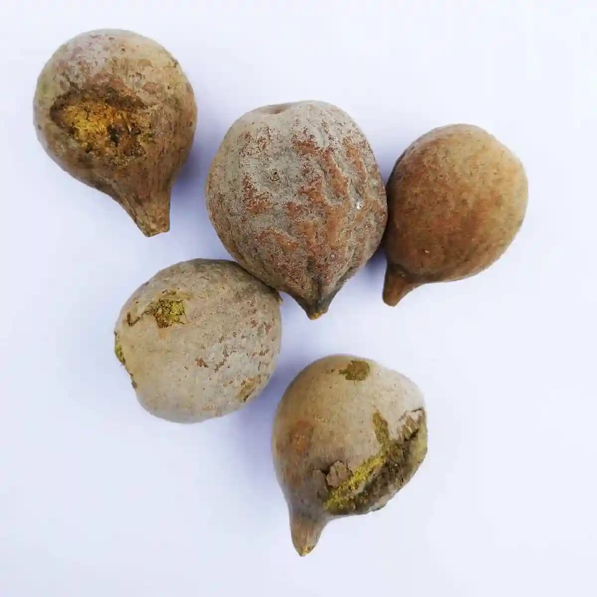 RK Seeds Terminalia Seeds - Bahera -Terminalia Bellirica - Baheda, Belliric Myrobalan, Bastard myrobalan, Beach almond, Bedda nut tree - Image 1