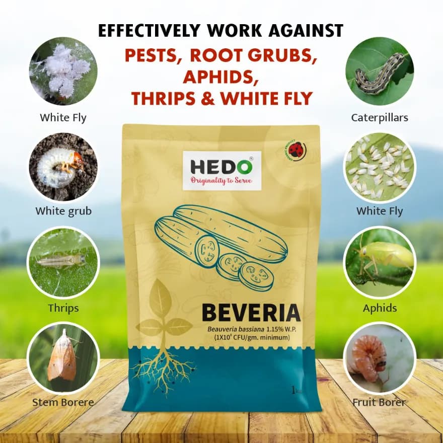 HEDO Beveria (Beauveria Bassiana 1.15% WP) Powder Bio Pesticide For Vegetables, Fruits & All Crops, Broad Spectrum Control - Image 6