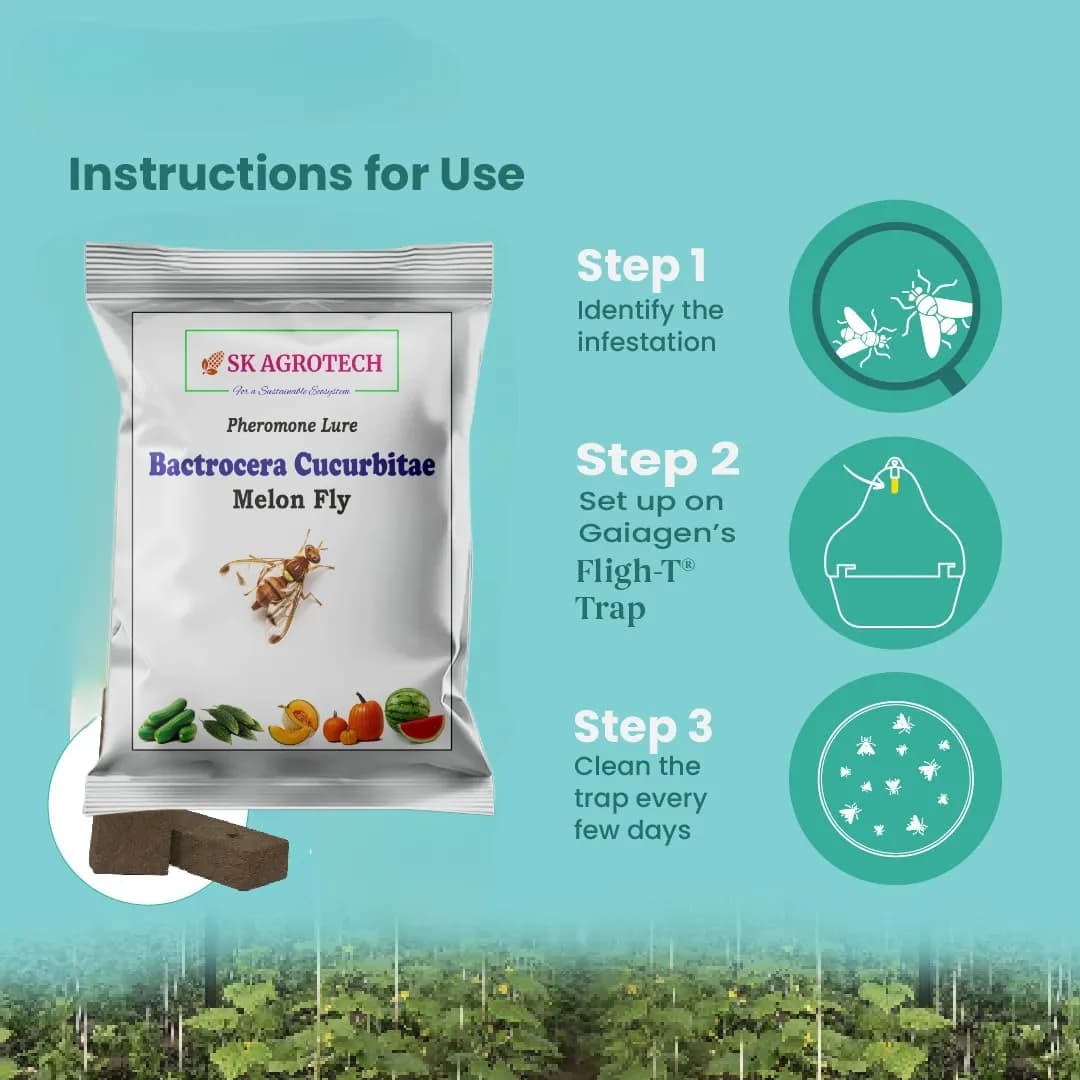 SK Agrotech Bactrocera Cucurbitae Melon Fly Pheromone Trap With Lure For Vegetables - Image 7