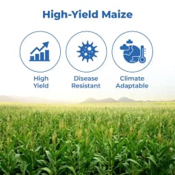 Maize Seeds 333 Hybrid - CP Seeds, Makka Ke Beej, High Yielding, Deep Kernels 4