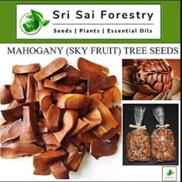 Sri Sai Forestry African Mahogany Tree Seeds, Swetania Mahogani Plant Seed 9