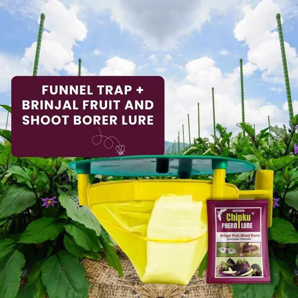 Chipku Pheromone Trap Funnel With Leucinodes Orbonalis Lure, To Catch Insect Moth Of Brinjal Fruit and Shoot Borer Lucin, Trap And Lure - Image 2