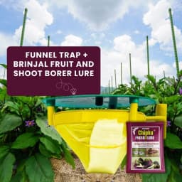 Chipku Pheromone Trap Funnel With Leucinodes Orbonalis Lure, To Catch Insect Moth Of Brinjal Fruit and Shoot Borer Lucin, Trap And Lure 2