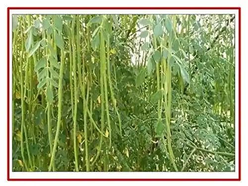 RK Seeds Drum Stick Tree Seed , Moringa seeds , Moringa Oleifera Seeds ,Moringa - Drum Stick, PKM-1, PKM-2,& ODC varieties seeds plantation seeds
