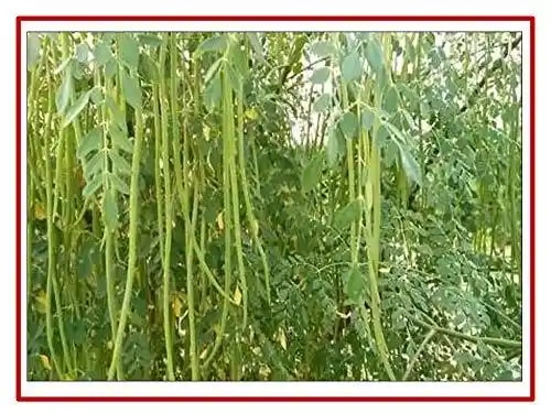 RK Seeds Drum Stick Tree Seed , Moringa seeds , Moringa Oleifera Seeds ,Moringa - Drum Stick, PKM-1, PKM-2,& ODC varieties seeds plantation seeds