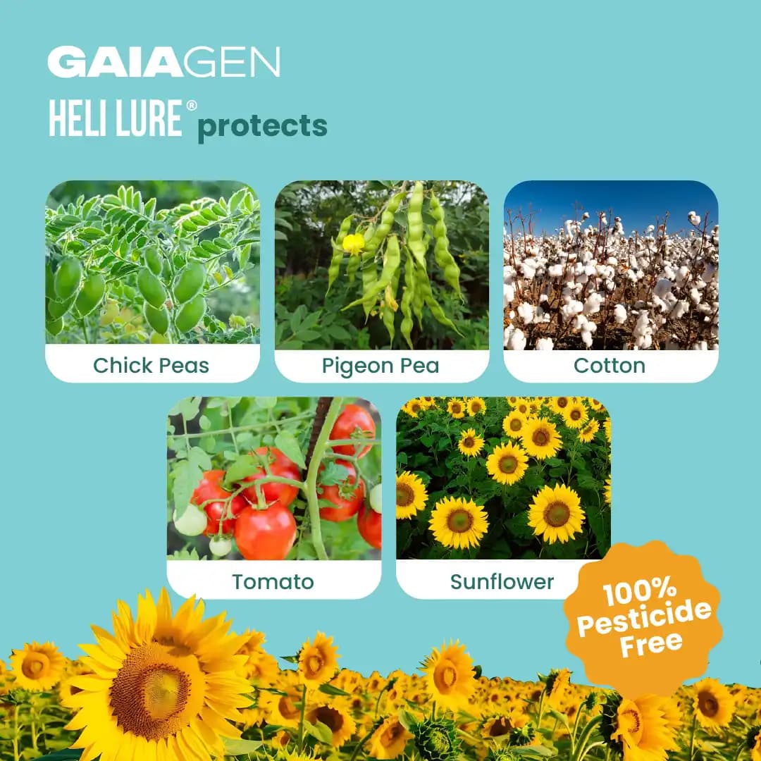 Gaiagen Pheromone Lure For American Bollworm (Helicoverpa Armigera) And Insect Funnel Traps, IMO Certified - Image 3