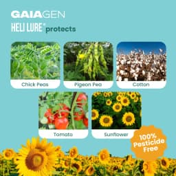 Gaiagen Pheromone Lure For American Bollworm (Helicoverpa Armigera) And Insect Funnel Traps, IMO Certified 3