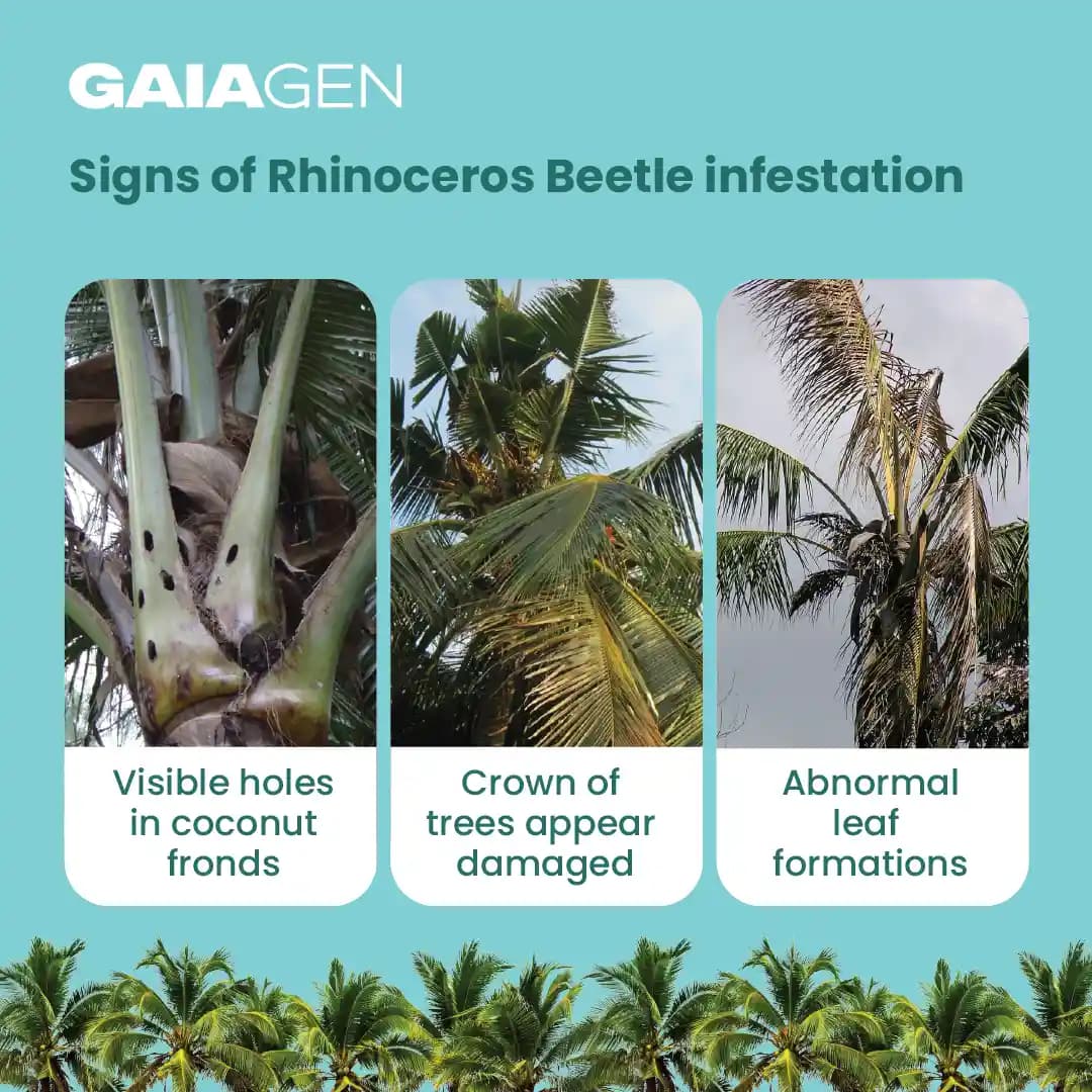 Gaiagen RB Lure- Pheromone Lure for Rhinoceros Beetle (Oryctes Rhinoceros), Pack of 5 (Does Not Include Traps) - Image 3