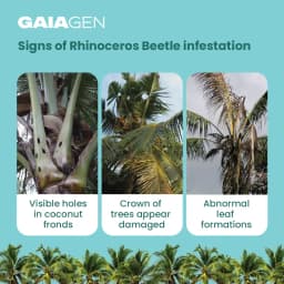 Gaiagen RB Lure Combo , Pheromone Lure For Rhinoceros Beetle Outdoor Plants (Oryctes Rhinoceros) and Insect Bucket Trap, IMO Certified. 3