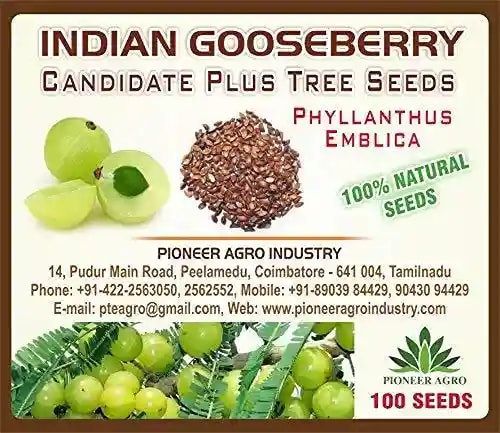 Pioneer Agro Industry Indian Gooseberry Amla, Usiri, Nelli Tree Seed