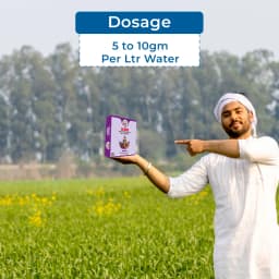 EBS KMB Potash Mobilizing Bacteria 5x10^8 CFU Bio Fertilizer, Use for Plants, Crops And Home Garden 5