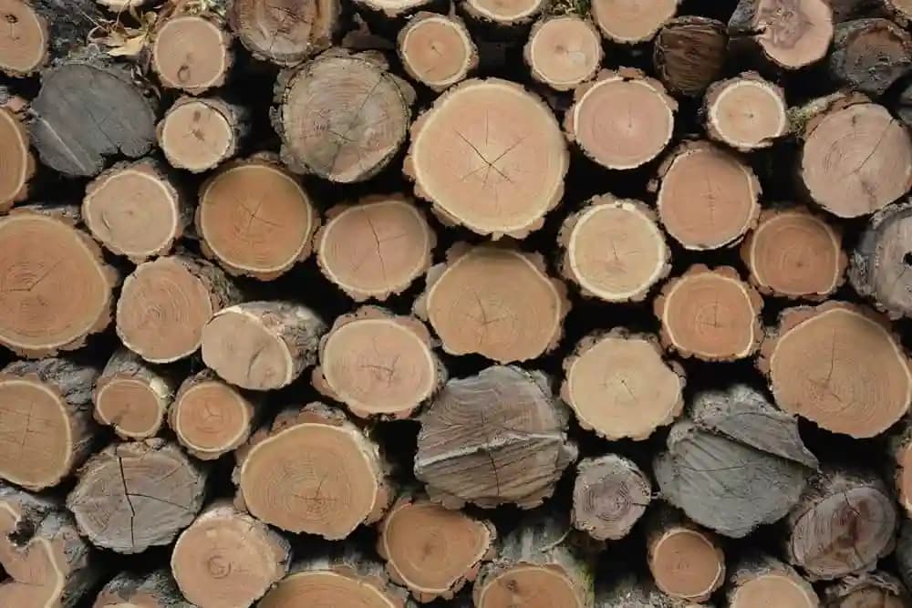 SRI SAI FORESTRY - Arabic Gum (Acacia Nilotica) Babool Tree seeds - Live Fencing Tree Seeds - Image 7