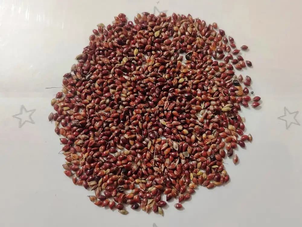 Sri Sai Forestry Red Napier Grass Seeds (MP Chari) Animal Fodder Seeds, For Summer and Rainy Seasons - Image 7