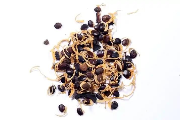 Pioneer Agro Industry Acacia Auriculiformis Tree Seed, Very Good Germination