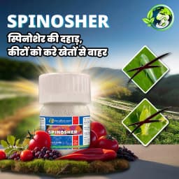 Best Agrolife Spinosher Spinosad 45% SC Insecticide, Effective Control Of Bollworm, Borer & Thrips In Cotton, Chillies, And Red Gram 2