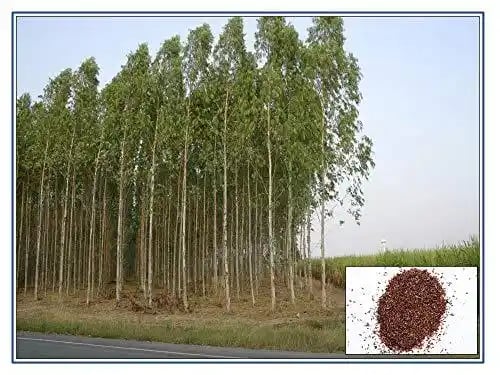 RK Seeds - Eucalyptus Seeds, Eucalyptus Hybrid Seeds 50 g + Eucalyptus Camaldulensis Seeds 50 g + Eucalyptus Citriodora Seeds 50 gm (Pack of 3)