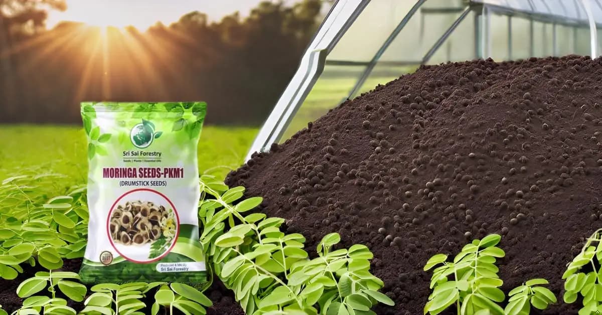 SRI SAI FORESTRY Natural Drumstick Seeds, Moringa Tree Seeds, Miracle Tree Seeds, Horseradish Tree Seed - Image 12