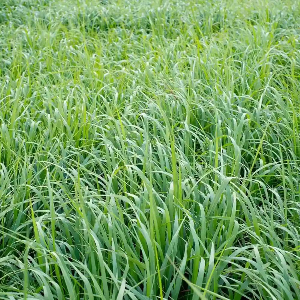 Sri Sai Forestry Red Napier Grass Seeds (MP Chari) Animal Fodder Seeds, For Summer and Rainy Seasons - Image 8