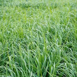 Sri Sai Forestry Red Napier Grass Seeds (MP Chari) Animal Fodder Seeds, For Summer and Rainy Seasons 4