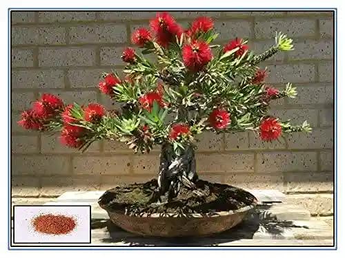 RK Seeds - Bottlebrush Trees Seeds, Callistemon Seeds, Ornamental Tree Seeds - Image 2