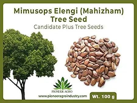 Mimusops Elengi (Mahizham) Tree Seed enhance the beauty of garden, landscapes, commercial crops - Image 2