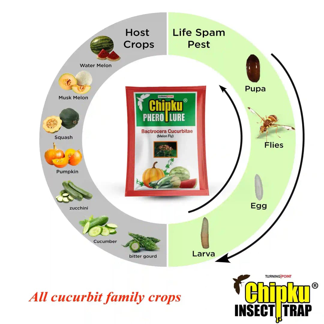 Chipku Pheromone Ecomax Trap With Melon Fly Lure (Bactrocera Cucurbitae) Feeding By The Larvae. For Gourds, Pumpkin, Tomato, Water Melon, Zucchini - Image 7