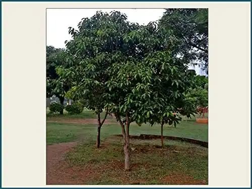 RK Seeds - Mimusops Elengi, Bullet Wood, Indian Medlar Elengi, Thick Shade Tree, Bakul Tree Seeds, For Growing , Maulsari, Spanish Cherry for planting - Image 3