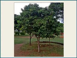 RK Seeds - Mimusops Elengi, Bullet Wood, Indian Medlar Elengi, Thick Shade Tree, Bakul Tree Seeds, For Growing , Maulsari, Spanish Cherry for planting 3