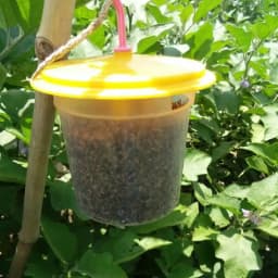 Barrix Catch Vegetable Fly Trap Set, Pheromones Trap and Lure, Easy to assemble And Use. Imported Para Pheromone Lure, Bactrocera Cucurbitae 2