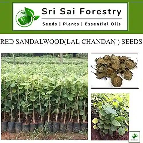 SRI SAI FORESTRY Red Sandal Seeds (Pterocarpus Santalinus , Lal Chandan or Raktachandan) - Image 6