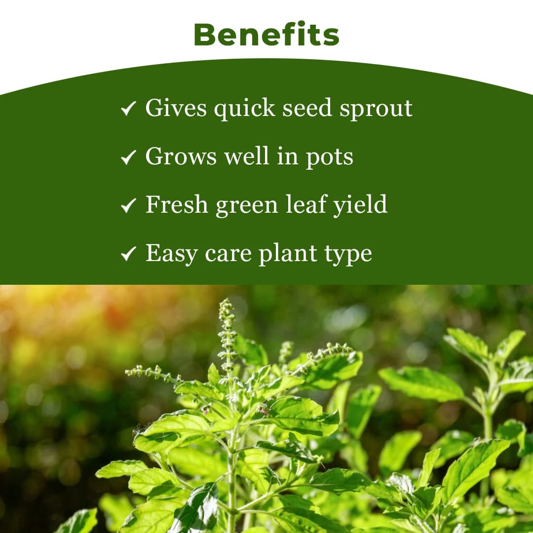 SRI SAI FORESTRY- Natural Tulsi Seed or Holy Basil Seeds, Indian Tulsi Plant Seeds, Flower Seeds - Image 4