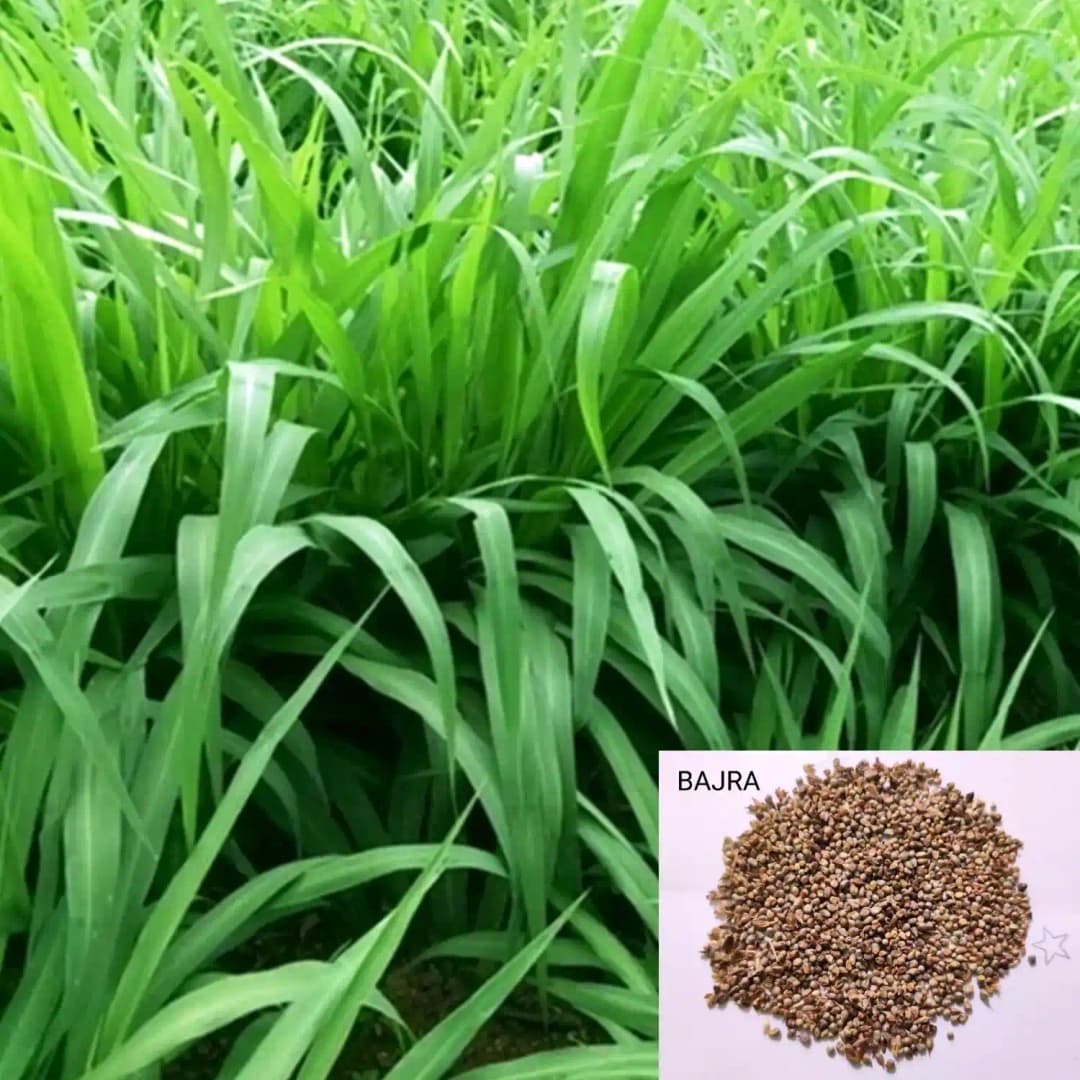 Sri Sai Forestry Bajra Napier Hybrid Grass Seeds, Multi Cut Grass Seed and Animal Fodder - Image 6