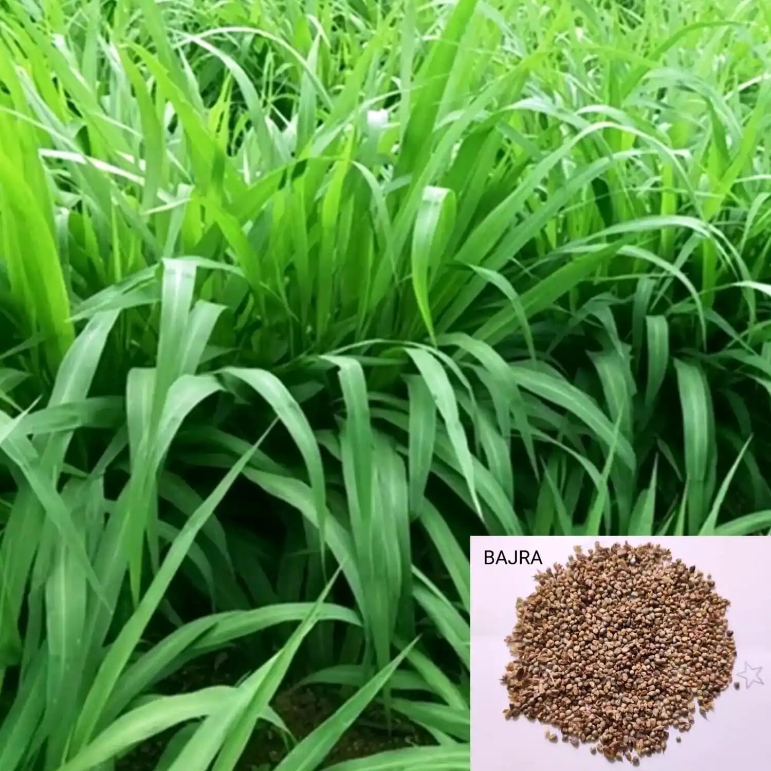 Sri Sai Forestry Bajra Napier Hybrid Grass Seeds, Multi Cut Grass Seed and Animal Fodder - Image 6