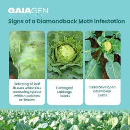 Gaiagen DBM Lure and Traps Pheromone Lure for Diamondback Moth (Plutella xylostella) & Insect Water Trap (Wota-T) 4