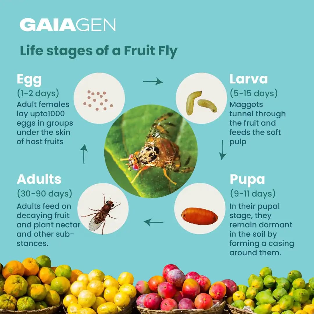 Gaiagen Bador Lure, Pheromone Lure For Fruit Fly (Bactrocera Dorsalis) And Insect Fly Trap, IMO Certified - Image 5