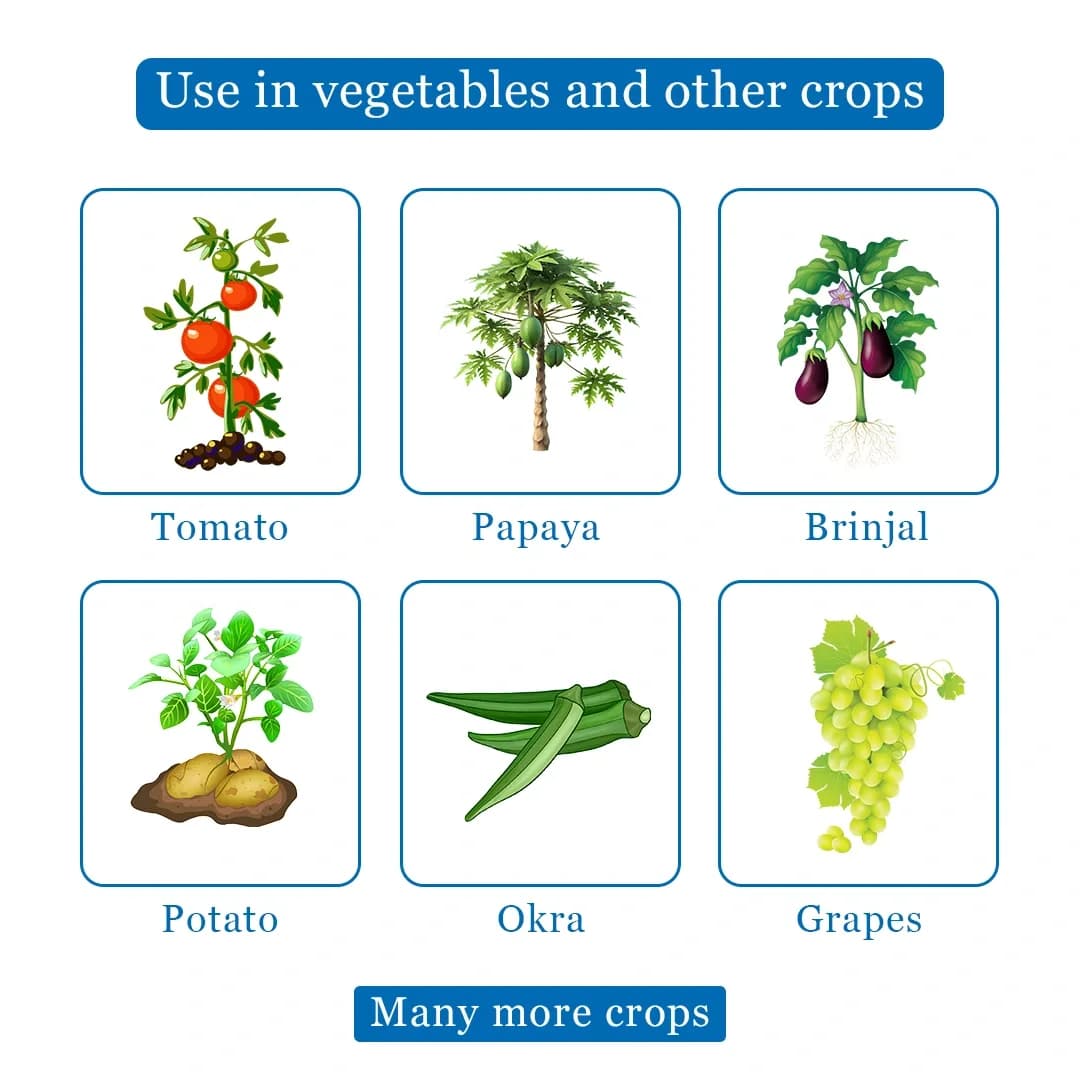Cropex Ecofit+ Adhatoda Vasica Powder Botanical Extract Biostimulant For Potato Crops Growth - Image 4
