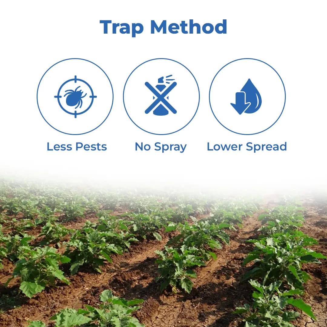 Funnel Pheromone Trap with Brinjal Lucin-O-Lure for (Leucinodes Orbonalis) Brinjal Fruit and Shoot Borer Insect. - Image 3