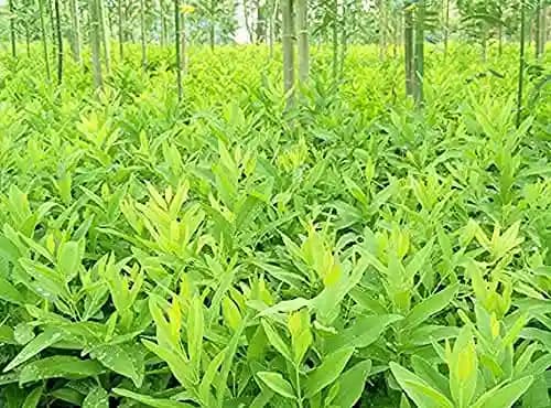 Sri Sai Forestry Safed Chandan Plant Tree Seeds, White Sandalwood Tree Seeds - Image 8