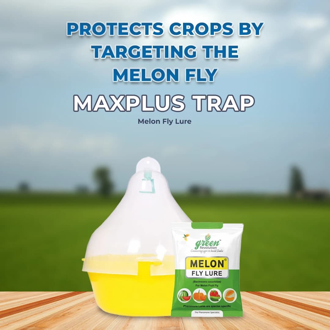 Maxplus Trap With Melon Fly Lure, For Controlling Bactrocera Cucurbitae, For Water Melon, Musk Melon, Cucumber, Bottle Gourd, Pumpkin, all Vegetables - Image 2