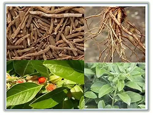RK Ashwagandha Seeds - Withania Somnifera Seeds - Image 2