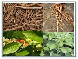 RK Seeds Ashwagandha seeds , Withania somnifera seeds , Ashwagandha Indian Ginseng Plant Seeds ,Indian Ginseng seed, Ashwagandha seeds for planting 1