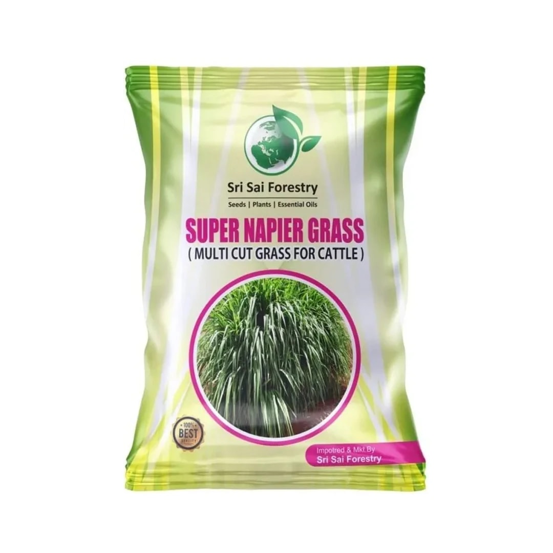 Sri Sai Forestry Super Napier Grass Seeds For Cattle - Elephant Grass Seeds, Pennisetum Purpureum