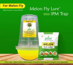 IPM Trap With Melon Fly Pheromone Lure For Controlling Bactrocera Cucurbitae. For Cucumber, Bottle Gourd, Bitter Gourd, Pumpkin, Water Melon 1