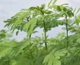 Sri Sai Forestry Hedge Lucerne Grass Seeds, Dashrath Grass Seed, Animal Fodder Seeds 4