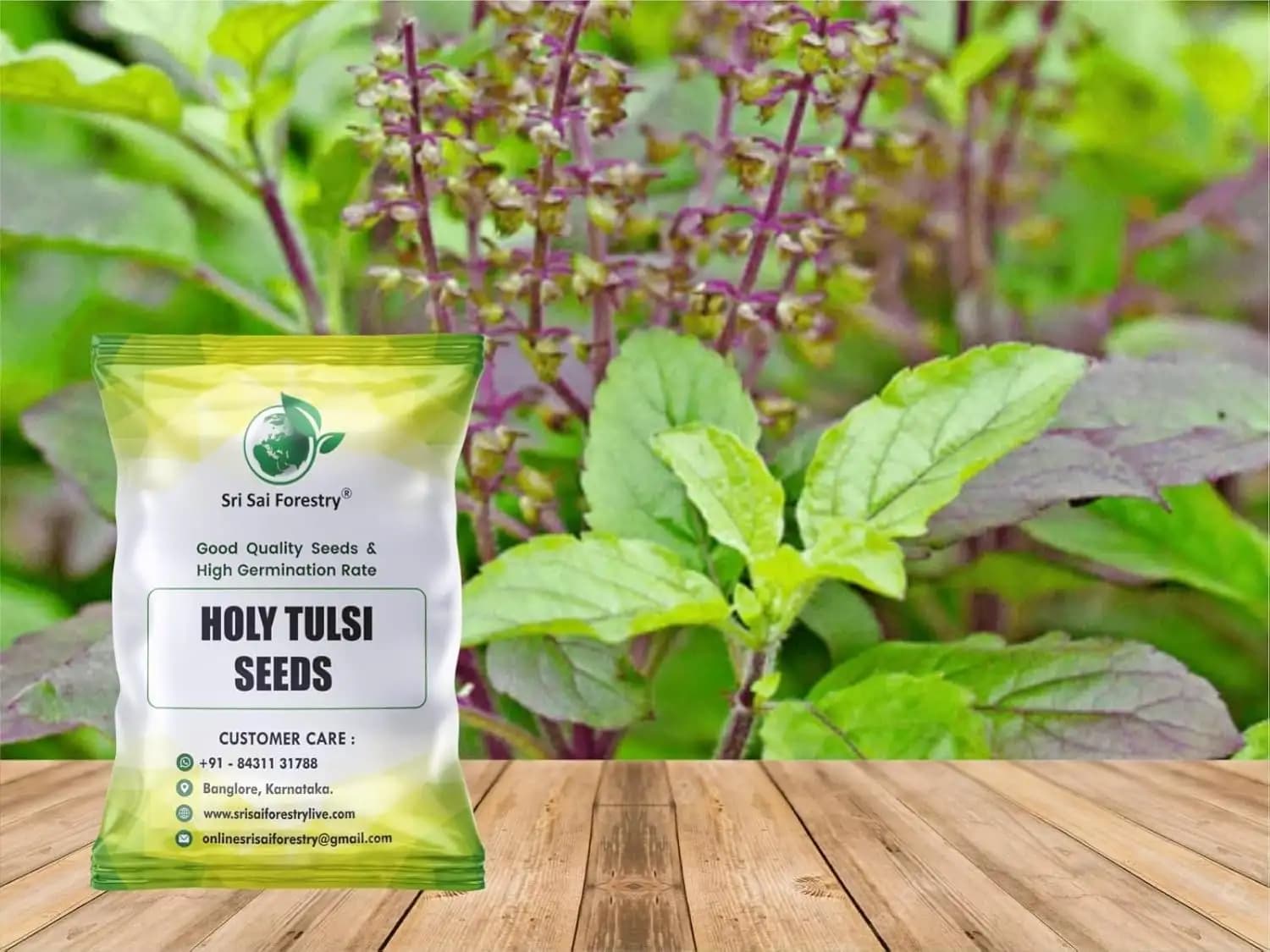 SRI SAI FORESTRY- Natural Tulsi Seed or Holy Basil Seeds, Indian Tulsi Plant Seeds, Flower Seeds - Image 6